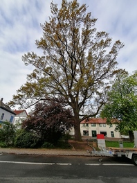 Luther-Eiche in Leitelshain