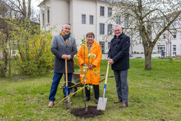 Landrat Carsten Michaelis, Landtagsabgeordnete Kerstin Nicolaus und Bürgermeister Michael Franke pflanzen einen Apfelbaum