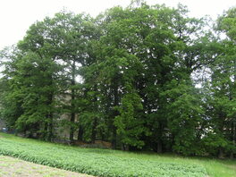 Baumgruppe am ehemaligen Mühlgraben in Beiersdorf