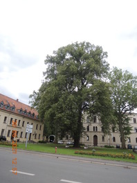 Gerichts-Linde Heinrichshof in Glauchau