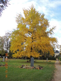 Gingko auf dem Friedhof in Crimmitschau