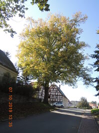 Linde an der Kirchhofsmauer in Rudelswalde