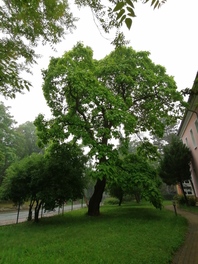 Trompetenbaum an der Zwickauer Straße in Werdau