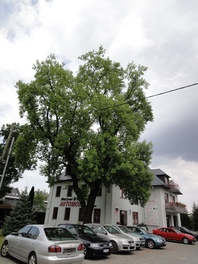 Tulpenbaum Muldestraße in Bockwa